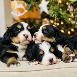 Bernese Mountain Dogs from Bayles Berners