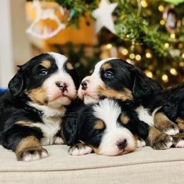 Bernese Mountain Dogs from Bayles Berners