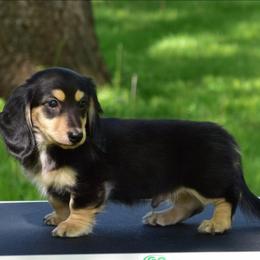 Keenai - Black and cream male Dachshund puppy in Momence, Illinois from Happy Little Doxies