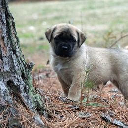 Mastiff Puppies from Two Ponds Mastiffs