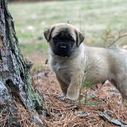 Mastiff Puppies from Two Ponds Mastiffs