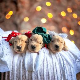 Golden Retriever Puppies from All shades Golden