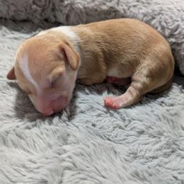 6 - Crimson Sands - Red male Dachshund puppy in Central Point, Oregon from MRS Long Dog Ranch