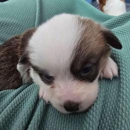 Violet - Red female Pembroke Welsh Corgi puppy in Palm Bay, Florida from Space Coast Corgi