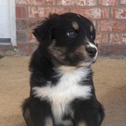 Cosmo - Black tri-color male Australian Shepherd puppy in Cypress, Texas from Cypress Aussies