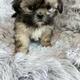 Shih Tzu Puppies from South Central Shih Tzus