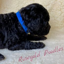 Poodle Puppies from Rosegold Poodles