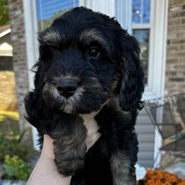 Ronaldo - Tri-color Bernedoodle puppy in Knoxville, Tennessee from Bright Side Doodles
