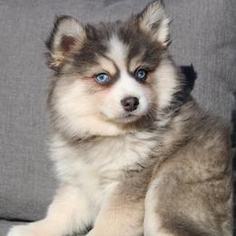 Grape - Blue male Pomsky puppy in Centerville, Iowa from LJ Kennels Pomskies, LLC