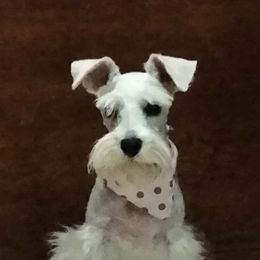 Miniature Schnauzers from Familia Gomez