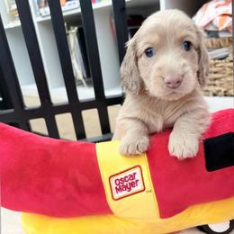 Zack Morris 4,000 - Cream male Dachshund puppy in Perris, California from The Dach House