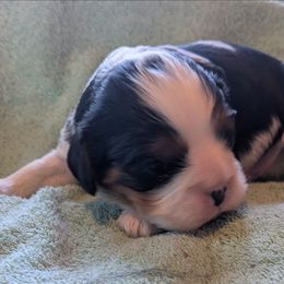 Bubbling Cauldron - Tri-color male Cavalier King Charles Spaniel puppy in Marengo, Ohio from Buttin'Heads Cavaliers