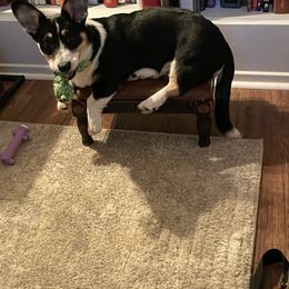 Akita, American Corgi, Cardigan Welsh Corgi, and Great Pyrenees All Grown Up from WeVolution Off-Grid