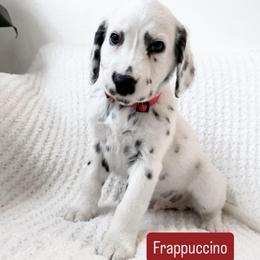 Frappuccino - LUA long coat - White and black male Dalmatian puppy in Davenport, Florida from Sunny Jewels Dalmatians