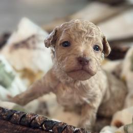 Garlic - Cream male Poodle puppy in Haines City, Florida from Noelle Poodles