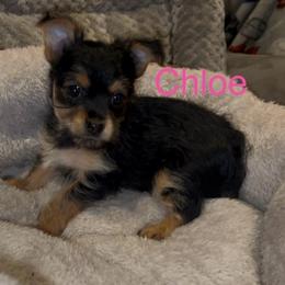Chloe - Black & tan tri-color female Morkie puppy in Seneca, Missouri from M.Y. Morkies and Yorkies