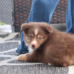 Nicole's RTF2 - Red tri female Miniature Australian Shepherd puppy in Goliad, Texas from Sassy Lil Aussies and Diamond W Poodles