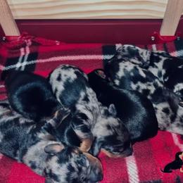 Dachshund Puppies from Ruff n’ Tumble