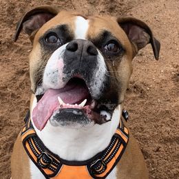 Aloha Joy Elton - Boxer