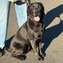 BEAU - Labrador Retriever