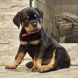 Pink - Black and mahogany female Rottweiler puppy in Lindale, Texas from Von MK Rottweilers