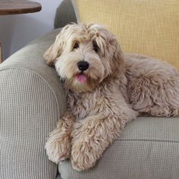 Chase - Australian Labradoodle