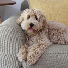 Chase - Australian Labradoodle