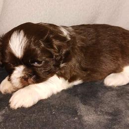 Groot - Red and white Shih Tzu puppy in Parrish, Florida from Livingston Kennels
