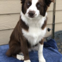 "Bristol" Miniature Australian Shepherd and Toy Australian Shepherd Puppies from River Springs Aussies