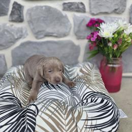 Clover - Silver male Dilute Retriever puppy in New Providence, Pennsylvania from Southernend Silvers