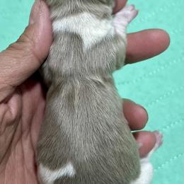Isabella dapple pie - Fawn (isabella) and tan female Dachshund puppy in Bon Air, Tennessee from Clemons Mini Dachshunds of Tennessee