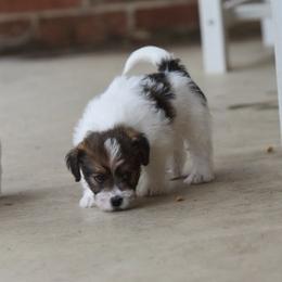 Ina Boy 2 - White and tan male Russell Terrier puppy in Middletown, Virginia from DBF Russell Terriers