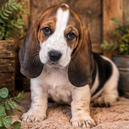 Pink - Black tan and white female Basset Hound puppy in Fayetteville, Tennessee from Southern Town Hounds