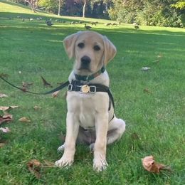 Golden Retrievers and Labrador Retrievers from Summit Assistance Dogs