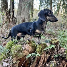 Oliver - Dachshund