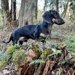 Oliver - Dachshund