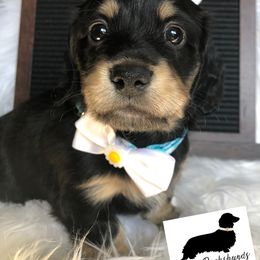 Dachshund Puppies from Primo Dachshunds