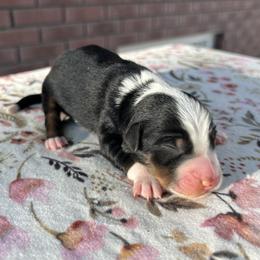 Girl 3 - Black tri female Miniature Australian Shepherd puppy in Beaver, Utah from Renegade Point Stock Dogs