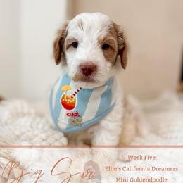 Big Sur - Parti male Goldendoodle puppy in California City, California from Summer Sun Doodles