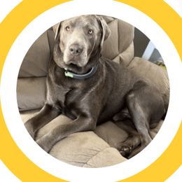 Yeti - Labrador Retriever