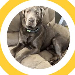 Yeti - Labrador Retriever