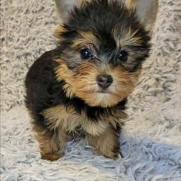 Orange collar boy - Black and tan male Yorkshire Terrier puppy in Jacksonville, Florida from Yorkieology