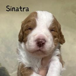 Sinatra - Red male Assorted Doodle Crosses puppy in West Monroe, Louisiana from Southern Haven Doodles