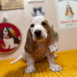 Buster - Red and white male Basset Hound puppy in Pilot Mtn, North Carolina from Lowdown Love Basset Hounds