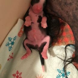 Chinese Crested and Xoloitzcuintli Puppies from Xcel's Xoloitzcuintli and Chinese Cresteds
