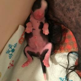 Chinese Crested and Xoloitzcuintli Puppies from Xcel's Xoloitzcuintli and Chinese Cresteds