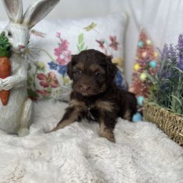 Aussiedoodle, Bernedoodle, and Goldendoodle Puppies from Little Golden Farm