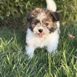 Ellie - Red female Companion Cross puppy in California from Savvypomeranians