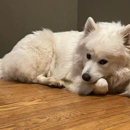 Samoyeds from Stirling Silver Samoyeds