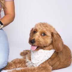 Aussiedoodles, Golden Aussiedoodles, and Goldendoodles from Miami Mini Doodles